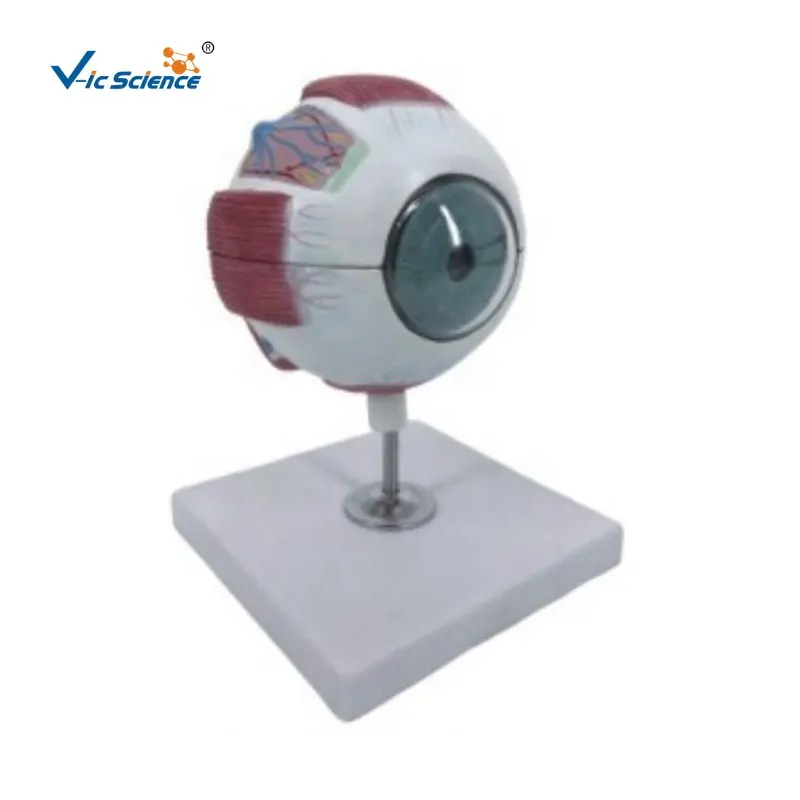 Ojo humano de 6 partes (4x tamaño real) Modelo de ojo anatomía modelo de ojo humano y piezas