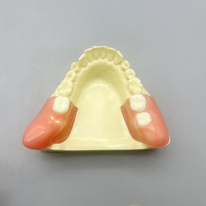 Scienza medica completa protesi dentaria modello resina denti per lo studio e l'insegnamento - Product Image 1