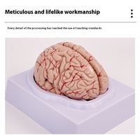 Modèle anatomique du cerveau avec tronc cérébral pour l'entraînement en neurologie