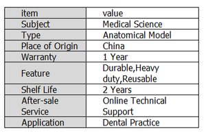 Modello Anatomico Professionale di Denti per Formazione Ortodontica, Typodont per Scienze Mediche CN GUA - Product Image 6