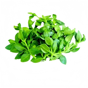Extracto de Andrographis <span class=keywords><strong>Paniculata</strong></span>, Extracto Herbal, Suministro de Fábrica, Venta al Por Mayor - Product Image 3