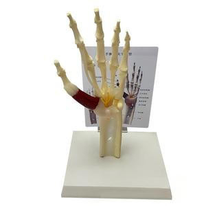 แบบจำลองข้อต่อข้อมือมนุษย์พร้อมกล้ามเนื้อ เอ็น ข้อต่อ และเส้นประสาท สำหรับ<span class=keywords><strong>การ</strong></span>เรียนการสอนทาง<span class=keywords><strong>การ</strong></span>แพทย์ - Product Image 3