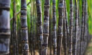 2-50 t/h saccarosio sciroppo di grande industriale automatico zucchero estrattore per zucchero di canna pianta - Product Image 4