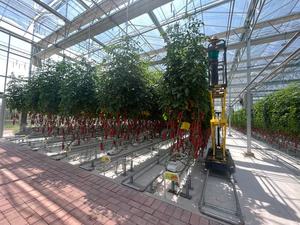 Hoch effizientes Hydroponik-Gewächshaus mit Polycarbonat blech und Stahlrahmen-Sonder größen für die gewerbliche Landwirtschaft - Product Image 6