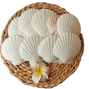 Venta al por mayor de conchas marinas decorativas naturales para la decoración del hogar playa boda fiesta artesanía DIY fabricación de joyas suministro a granel Shell - Product Image 1