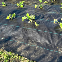 Toile géotextile anti-herbe en PP tissé, stabilisée aux UV, anti-vieillissement, pour usage agricole et industriel, en rouleau