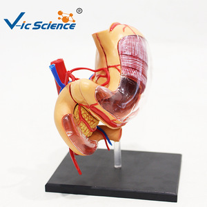 Modèle d'anatomie de l'estomac 4D : un outil pédagogique médical pour l'assemblage et le démontage de la structure de l'estomac humain - Product Image 4