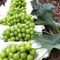 Premium Export Groene Druiven Hoge Suikergehalte Grote Bes 12g Vers Fruit Zonneschijn Roos Druiven voor Supermarkt