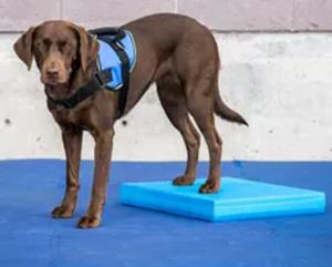 यूस्माइपेट प्रत्यक्ष कारखाना कुत्ता संतुलन डिस्क पीवीसी चपलता प्रशिक्षण और भौतिक पुनर्वास के लिए - Product Image 4