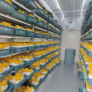 Stabile fungo idroponico unità integrato di conservazione a freddo per l'agricoltura e pianta in acciaio inox struttura del villaggio cooperativa - Product Image 1