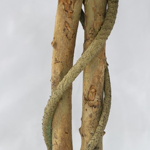 ต้นวิลโลว์<span class=keywords><strong>สี</strong></span><span class=keywords><strong>เงิน</strong></span>เทียมต้นไม้ประดิษฐ์ที่เป็นมิตรกับสิ่งแวดล้อมเหมาะสำหรับตกแต่งบ้านและห้างสรรพสินค้าการตกแต่งดอกไม้ - Product Image 2