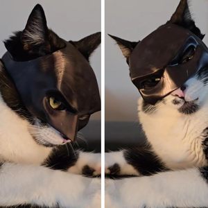 Yarasa kedi Avenger maske <span class=keywords><strong>Pet</strong></span> kostüm aksesuarları Cosplay giyim Fit çoğu kediler dekorasyon cadılar bayramı yarasa kedi maskesi şapka - Product Image 5