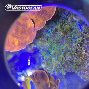 VASTOCEAN Akvaryum 3 Kat Optik Büyüteçli Görüntüleyici, Mercan Gözlem Filtresi, Deniz Balıkları Mercan Görüş Lensi - Product Image 2