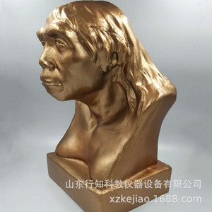Modelo de reconstrucción de cabeza de hombre de Pekín, modelo didáctico histórico, fabricante de instrumentos educativos - Product Image 1