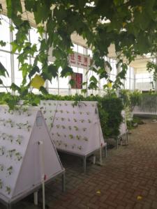 Proyecto llave en mano Contenedor agrícola vertical Suministros de invernadero Granja de contenedores de envío de cultivo de setas - Product Image 5