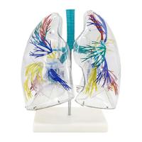 Suministro directo de fábrica Enseñanza Demostración Laringe Segmento broncopulmonar transparente Modelo