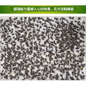 Pièges à mouches collants en papier à mouche non toxique à bas prix pour <span class=keywords><strong>cuisine</strong></span>, intérieur et extérieur - Product Image 2