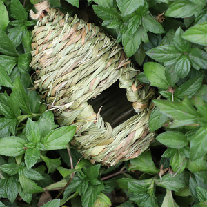 Cesta Colgante en Forma de Huevo, Nido de Pájaro Hecho a Mano de Paja, Tamaño Mediano para Pájaros - Product Image 2