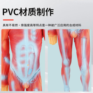 Modèle de présentation médicale, modèle de démonstration en classe de biologie, matériel pédagogique, modèle musculaire du corps humain de 85 cm - Product Image 3