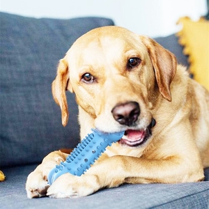 <span class=keywords><strong>Jouet</strong></span> à mâcher pour <span class=keywords><strong>chien</strong></span> pour le nettoyage des molaires, vente chaude, brosse à dents pour animaux de compagnie, bâton d'entraînement, résistant aux morsures, en TPR, <span class=keywords><strong>jouet</strong></span> en caoutchouc pour <span class=keywords><strong>chien</strong></span> - Product Image 6