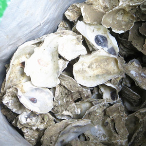 Conchas de <span class=keywords><strong>Ostrea</strong></span> Talienwhanensis Naturales y Crudas, Herbales Tradicionales Mu Li, en Venta - Product Image 4