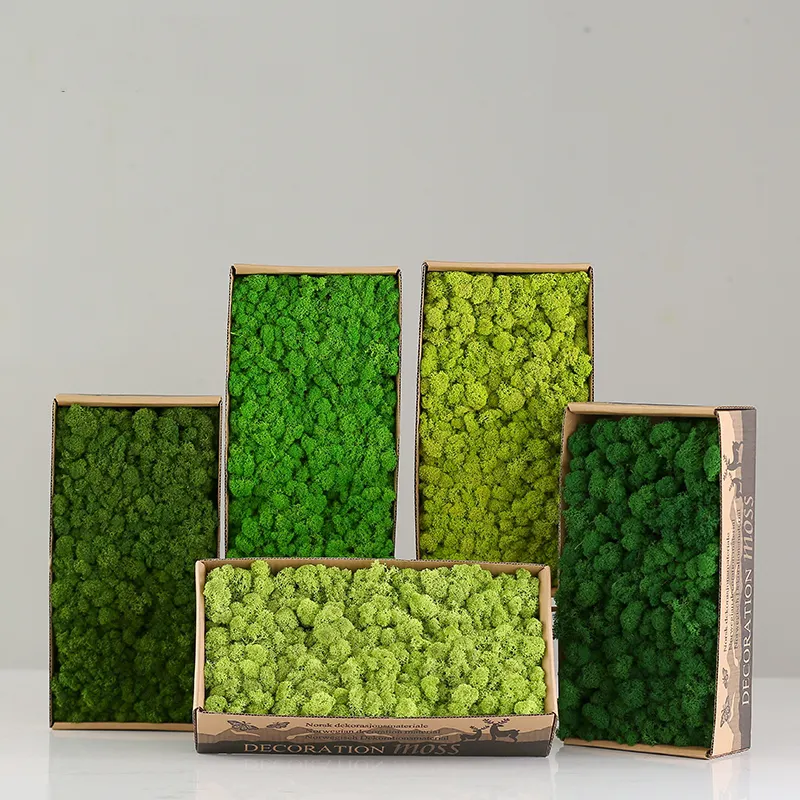 Verdes estabilizados para decoração do centro, estampa de alta qualidade com 500g por caixa