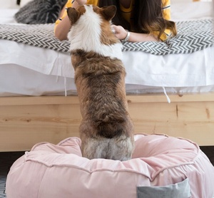 High End <strong>Pet</strong> Bed Luxury Dog Bed Soft Velvet <strong>Pet</strong> <strong>Sofa</strong> with Removable Cover Available in Multiple Colors - Product Image 6