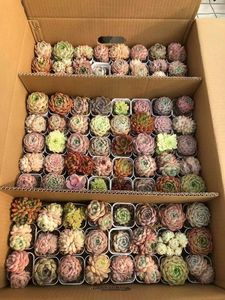 Adorable Set de Muestras de Suculentas LCL de Cabeza Única y Raíz Antigua, 50 Piezas de 6cm, Crassulaceae - Product Image 3