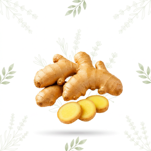Premium <b>Fresh</b> Cassumunar <b>Ginger</b> for Herbal Tea Natural Spice Food Ingredient and International Wholesale - Product Image 1