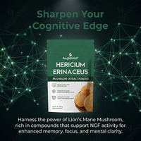Poudre d'extrait de champignon Crinière de lion OEM ODM 100 % pure (Hericium Erinaceus) pour la mémoire et la concentration, supplément cérébral nootropique