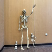 Squelette d'Halloween en plastique grandeur nature de 1,65 m pour décoration de fête, accessoire de maison hantée en plein air, crâne et os pose en position assise