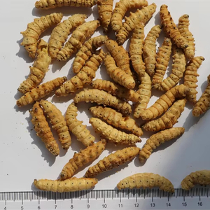 Larves de Mouches Soldat Noires Séchées Riches en Protéines, Sans Céréales, pour la Santé Digestive des Poissons, 10kg MOQ - Product Image 3