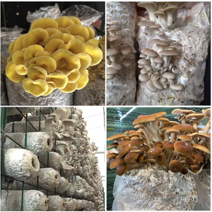 <span class=keywords><strong>Sac</strong></span> <span class=keywords><strong>de</strong></span> culture <span class=keywords><strong>de</strong></span> champignons en plastique très résistant, efficace et aéré, avec résistance aux hautes températures, parmi les plus vendus - Product Image 6