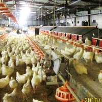 Offre Spéciale 24 trous nid de boîte de poulet pour poules pondeuses nichoirs de poulet