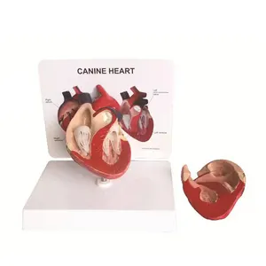 Modelo de anatomía del corazón del perro de ciencia médica para enseñanza médica con instrucciones en inglés