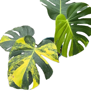 <span class=keywords><strong>Monstera</strong></span> Deliciosa Aurea <span class=keywords><strong>Variegata</strong></span>, plants de culture tissulaire 3-5 cm - Rare <span class=keywords><strong>plante</strong></span> jaune <span class=keywords><strong>variegata</strong></span> 'Swiss Cheese' - Product Image 1