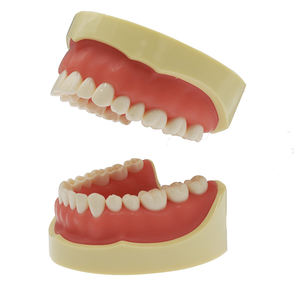 Modello dentale di presa di fabbrica 860 modelli dimostrativi di 32 denti - Product Image 1