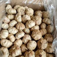 Ail noir fermenté certifié BRC Halal, Ail Noir Schwarzer Knoblauch, prix de gros pour le marché européen
