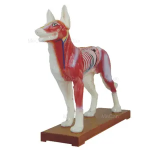 Dog Acupuncture High Quality Dog Medicine Model Medical Science Veterinary Anatomical Model