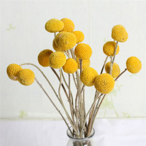 Boutons Billy séchés Bouquet jaune Craspedia naturel Décoration de mariage Bricolage Artisanat - Product Image 1