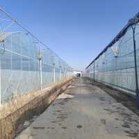 Serre en film plastique à tunnel unique isolée pour l'hiver avec rideau thermique, résistante au vent et à la neige, pour la culture de légumes dans les zones froides