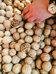 Chất lượng tốt nhất cao cấp toàn bộ quả óc chó 100% tự nhiên óc chó với vỏ ở mức giá tốt nhất chất dinh dưỡng phong phú tươi hữu cơ nguyên Hữu Cơ - Product Image 2