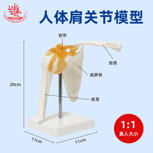 Modelo funcional de articulación del hombro FRT026, modelo de esqueleto humano, modelo de articulación del hombro con ligamentos, modelo esquelético - Product Image 5