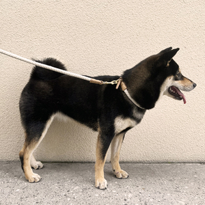 사용자 정의 가죽 개 가죽 끈 및 고리 세트 주식 도매 개인화 된 재활용 수제 럭셔리 꼰 작은 대형 애완 동물 로프 리드 - Product Image 6