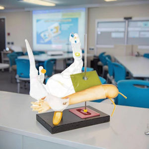 รูปแบบการเจาะหลอดเลือดดำแขนเด็กขั้นสูง - Product Image 2