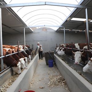 Yüksek kapasiteli sığır ahır-500 + İnekler, otomatik gübre kaldırma - Product Image 5