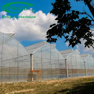 Trinog Greenhouse Gothic roof poly film butterfly vent used greenhouses structure for hydroponics