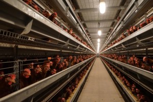 Equipo para Avicultura, Jaula para Gallinas Ponedoras, Diseño de Alta Densidad que Ahorra Espacio, Sistema Automático de Eliminación de Estiércol para Granjas Avícolas - Product Image 4