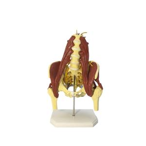 Model anatomi otot vertebra Lumbar manusia Model panggul Model anatomi otot kolom tulang belakang - Product Image 3