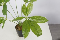 Nouveaux produits : Plantes Bonsaï, Plantes d'intérieur, Plantes tropicales, Plantes artificielles, Décoration de table pour la maison et le bureau